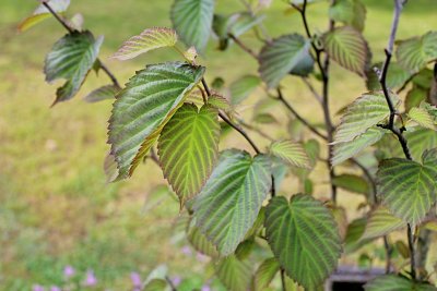 Davidia involucrata 'Vilmoriniana' - davídie listenová - jarní listy